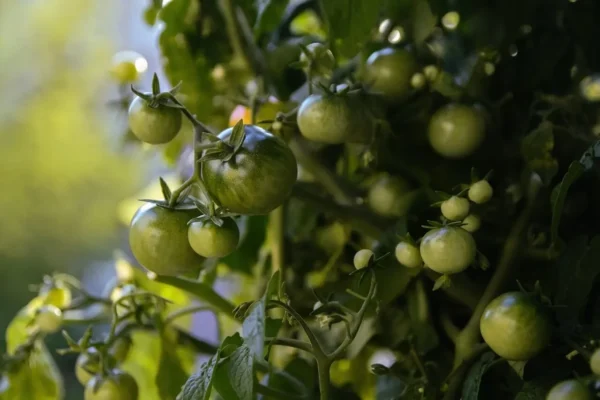 Unreife Tomaten FoYu: https://pixabay.com/users/foyu-2401634/?utm_source=link-attribution&utm_medium=referral&utm_campaign=image&utm_content=5610119