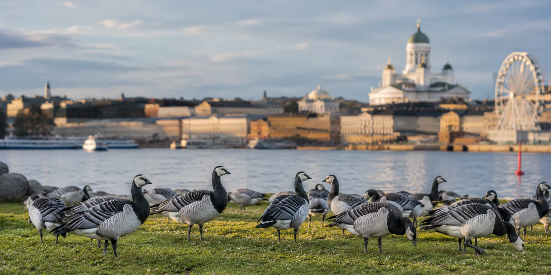 Gänse_Helsinki